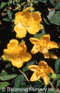 Hypericum patulum 'Hidcote'